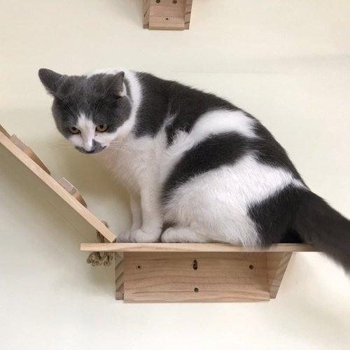 Cat Climbing Frame Solid Wood Jumping Platform